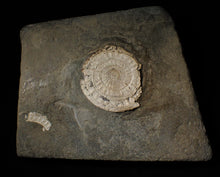 Load image into Gallery viewer, Large white Caloceras display ammonite fossil