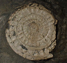 Load image into Gallery viewer, Large white Caloceras display ammonite fossil
