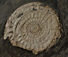 Load image into Gallery viewer, Large white Caloceras display ammonite fossil