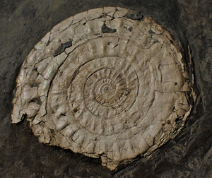 Large white Caloceras display ammonite fossil