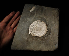 Load image into Gallery viewer, Large white Caloceras display ammonite fossil
