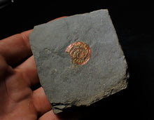 Load image into Gallery viewer, Rainbow red Caloceras display ammonite