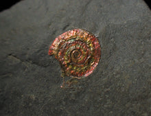 Load image into Gallery viewer, Rainbow red Caloceras display ammonite