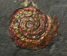 Load image into Gallery viewer, Rainbow red Caloceras display ammonite