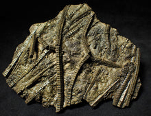 Load image into Gallery viewer, Large stunningly detailed 3D pyrite crinoid fossil (145 mm)