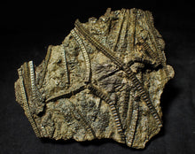 Load image into Gallery viewer, Large stunningly detailed 3D pyrite crinoid fossil (145 mm)