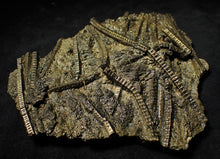 Load image into Gallery viewer, Large stunningly detailed 3D pyrite crinoid fossil (145 mm)