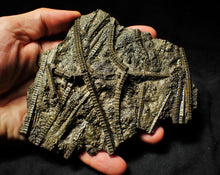 Load image into Gallery viewer, Large stunningly detailed 3D pyrite crinoid fossil (145 mm)