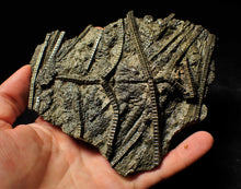 Load image into Gallery viewer, Large stunningly detailed 3D pyrite crinoid fossil (145 mm)