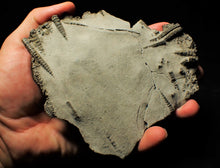 Load image into Gallery viewer, Large stunningly detailed 3D pyrite crinoid fossil (145 mm)