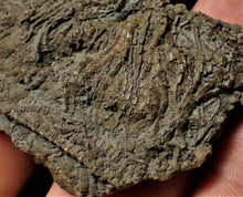 Load image into Gallery viewer, Fossil crinoid stems with partial 3D head (84 mm)