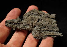 Load image into Gallery viewer, Fossil crinoid stems with partial 3D head (84 mm)