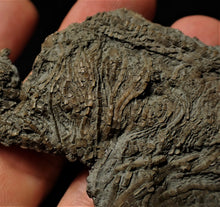Load image into Gallery viewer, Fossil crinoid stems with partial 3D head (84 mm)