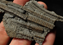 Load image into Gallery viewer, Fossil crinoid stems with partial 3D head (84 mm)