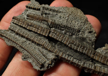 Load image into Gallery viewer, Fossil crinoid stems with partial 3D head (84 mm)