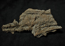Load image into Gallery viewer, Fossil crinoid stems with partial 3D head (84 mm)