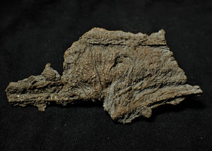 Fossil crinoid stems with partial 3D head (84 mm)