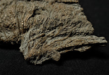 Load image into Gallery viewer, Fossil crinoid stems with partial 3D head (84 mm)