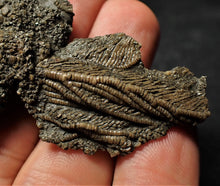 Load image into Gallery viewer, Fossil crinoid with partial 3D head (56 mm)