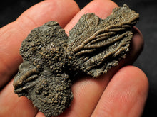 Load image into Gallery viewer, Fossil crinoid with partial 3D head (56 mm)