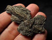 Load image into Gallery viewer, Fossil crinoid with partial 3D head (56 mm)