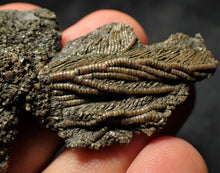 Load image into Gallery viewer, Fossil crinoid with partial 3D head (56 mm)