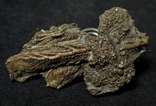 Load image into Gallery viewer, Fossil crinoid with partial 3D head (56 mm)