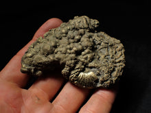 Load image into Gallery viewer, Gleviceras pyrite ammonite fossil (78 mm)
