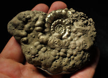 Load image into Gallery viewer, Large pyrite Eoderoceras ammonite (82 mm)
