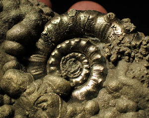 Large pyrite Eoderoceras ammonite (82 mm)