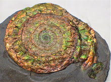 Load image into Gallery viewer, Stunning rainbow-coloured iridescent Caloceras ammonite