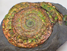 Load image into Gallery viewer, Stunning rainbow-coloured iridescent Caloceras ammonite