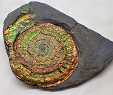 Load image into Gallery viewer, Stunning rainbow-coloured iridescent Caloceras ammonite