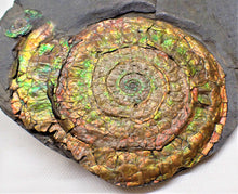 Load image into Gallery viewer, Stunning rainbow-coloured iridescent Caloceras ammonite