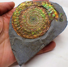 Load image into Gallery viewer, Stunning rainbow-coloured iridescent Caloceras ammonite