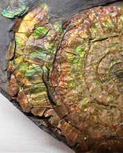Load image into Gallery viewer, Stunning rainbow-coloured iridescent Caloceras ammonite