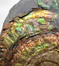 Load image into Gallery viewer, Stunning rainbow-coloured iridescent Caloceras ammonite