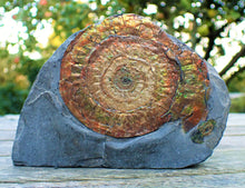 Load image into Gallery viewer, Stunning rainbow-coloured iridescent Caloceras ammonite
