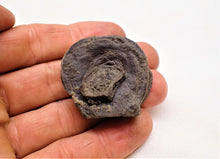 Load image into Gallery viewer, Top-quality Jurassic ichthyosaur vertebra and paddle bone from Lyme Regis