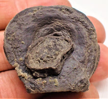 Load image into Gallery viewer, Top-quality Jurassic ichthyosaur vertebra and paddle bone from Lyme Regis