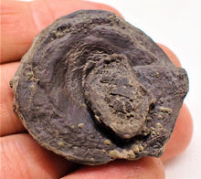 Load image into Gallery viewer, Top-quality Jurassic ichthyosaur vertebra and paddle bone from Lyme Regis