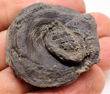 Load image into Gallery viewer, Top-quality Jurassic ichthyosaur vertebra and paddle bone from Lyme Regis