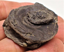 Load image into Gallery viewer, Top-quality Jurassic ichthyosaur vertebra and paddle bone from Lyme Regis