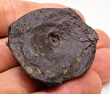 Load image into Gallery viewer, Top-quality Jurassic ichthyosaur vertebra and paddle bone from Lyme Regis