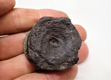 Load image into Gallery viewer, Top-quality Jurassic ichthyosaur vertebra and paddle bone from Lyme Regis