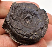 Load image into Gallery viewer, Top-quality Jurassic ichthyosaur vertebra and paddle bone from Lyme Regis