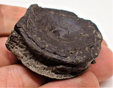 Load image into Gallery viewer, Top-quality Jurassic ichthyosaur vertebra and paddle bone from Lyme Regis