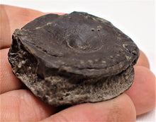 Load image into Gallery viewer, Top-quality Jurassic ichthyosaur vertebra and paddle bone from Lyme Regis