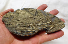 Load image into Gallery viewer, Large golden pyrite crinoid head (143 mm) <em>Pentacrinites</em>