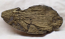 Load image into Gallery viewer, Large golden pyrite crinoid head (143 mm) <em>Pentacrinites</em>